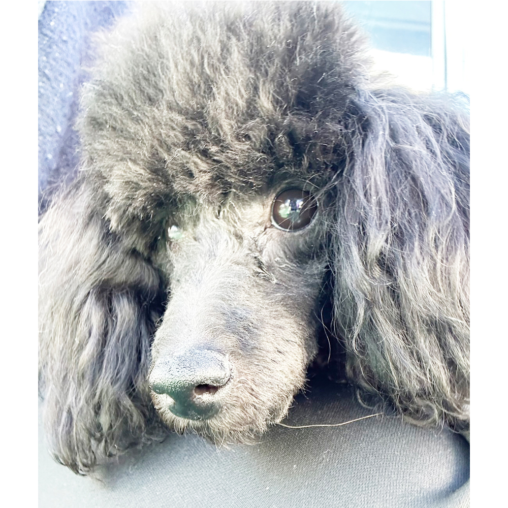 生徒が撮影したモデル犬♪①